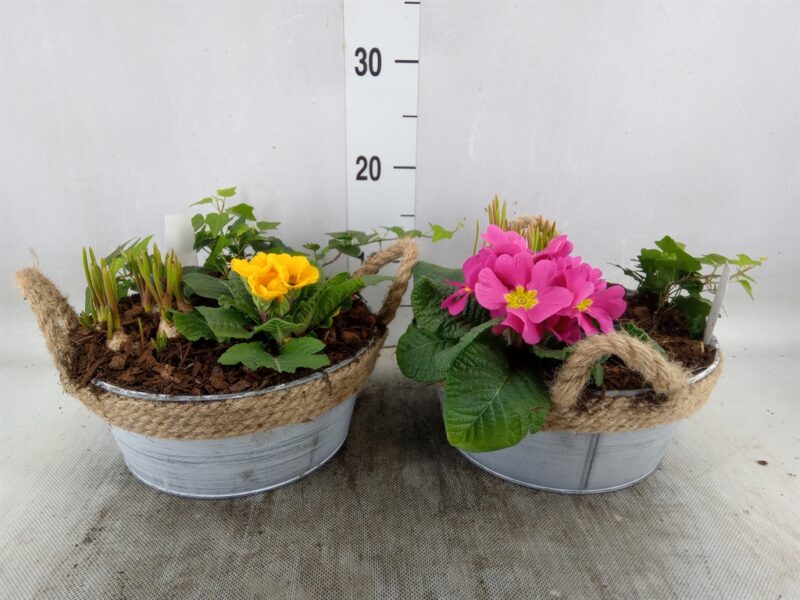 Arrangements (ARR001 Primula Yellow-Pink) 23cm NN