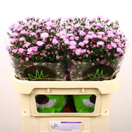 Aster- Őszirózsa (Double Date Pink) 70cm