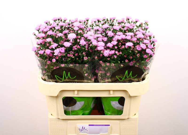 Aster- Őszirózsa (Double Date Pink) 70cm