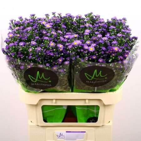 Aster- Őszirózsa (Teeny Tiny) 80cm