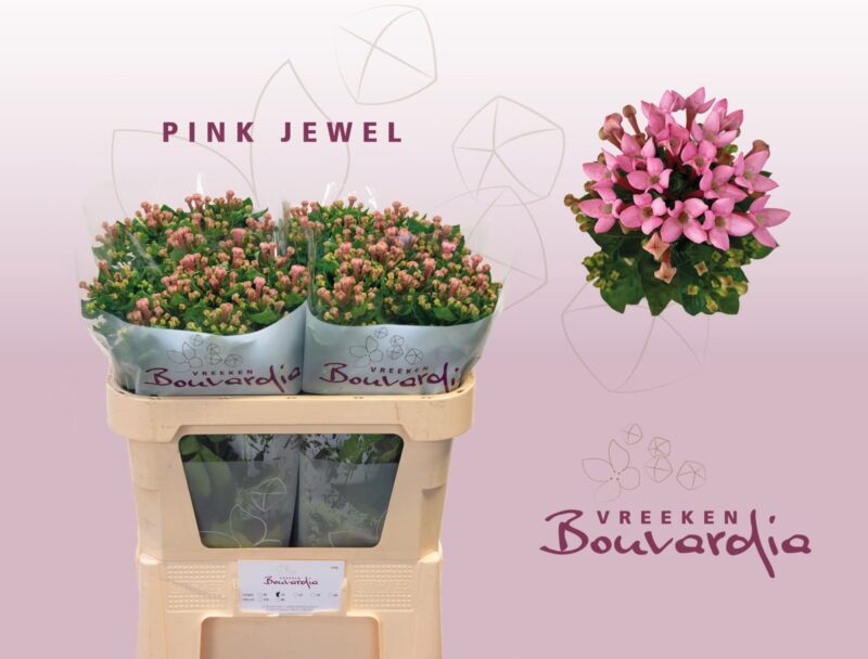 Bouvardia (Pink Jewel) 70cm NN