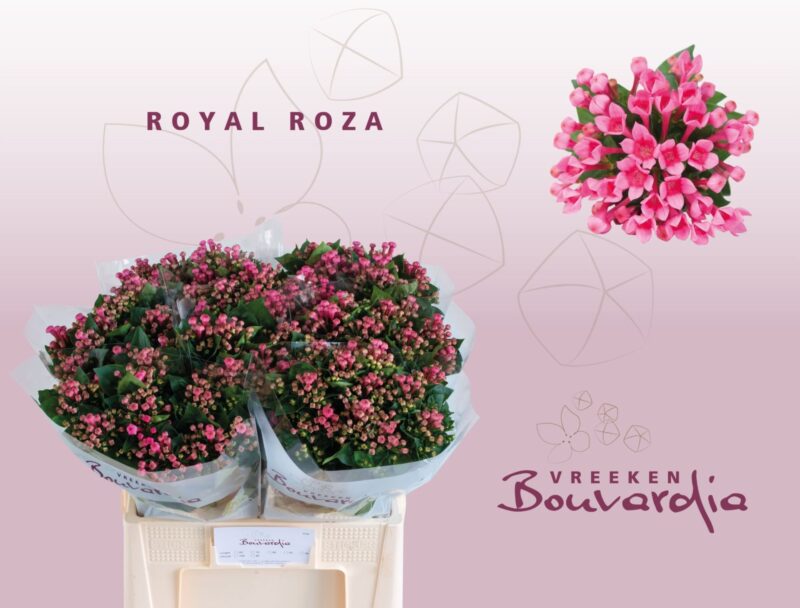 Bouvardia (Royal Roza) 60cm NN