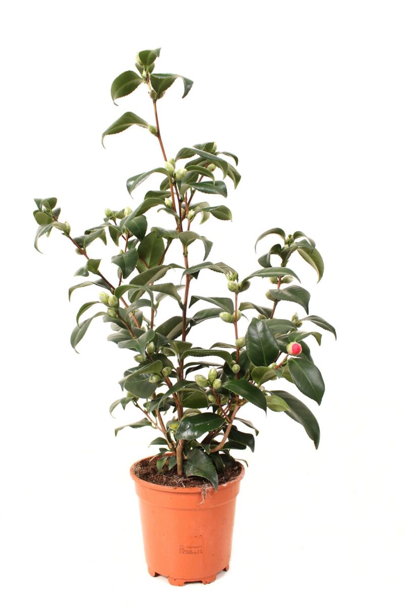 Camellia Japonica- Japán kamélia 15/50cm