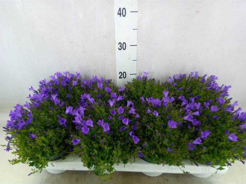 Campanula- Harangvirág (Lilac)- 12/25cm