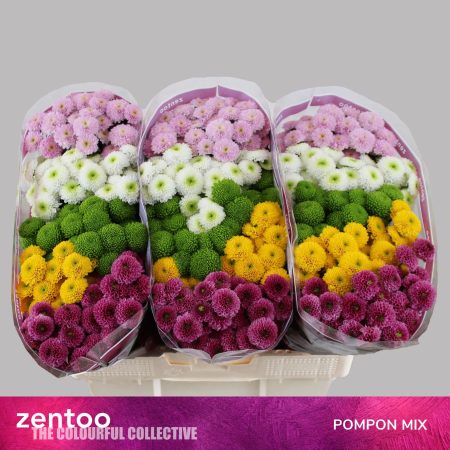 Krizantém (Santini Pompon Mix) 55cm