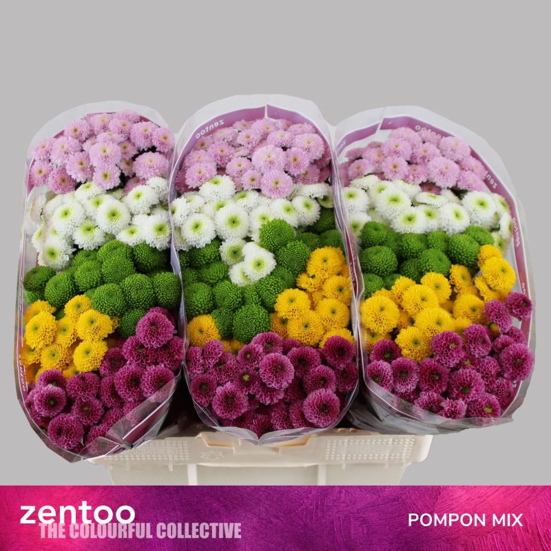 Krizantém (Santini Pompon Mix) 55cm