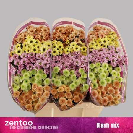 Krizantém (Santini Blush Mix) 55cm