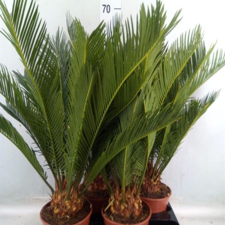Cycas Revoluta- Cikász pálma 14/55cm