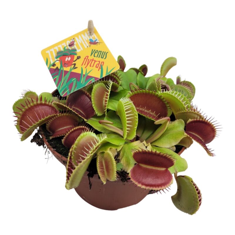 Dionaea muscipula- Vénusz légycsapója 8,5/10cm