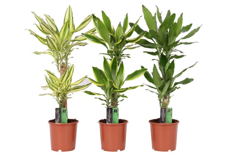 Dracaena Sanderiana- Fehérszélű Sárkányfa (Mix) 17/80cm