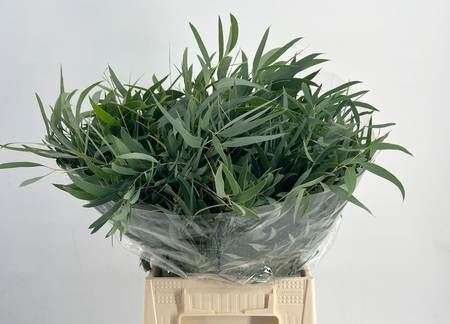 Eucalyptus Nicholii 50cm/150g