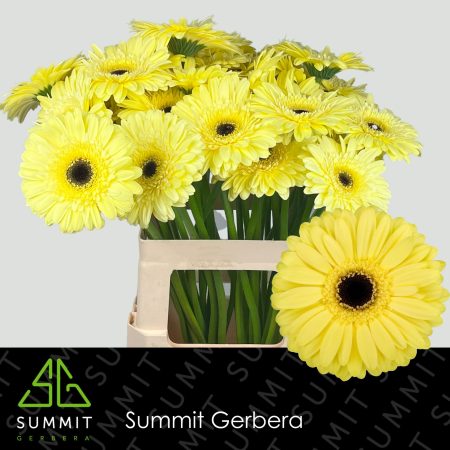 Citromsárga Gerbera (Matteo) 56cm