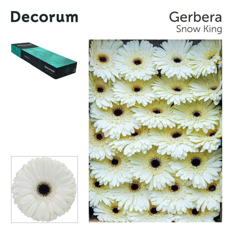 Fehér Gerbera (Snow King) 45cm