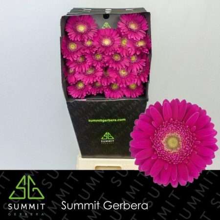 Pink Gerbera (Airplay) 50cm