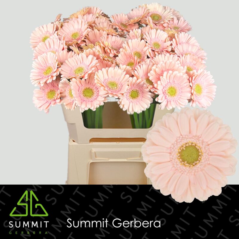 Barack Gerbera (Mini Alix-noor) 50cm