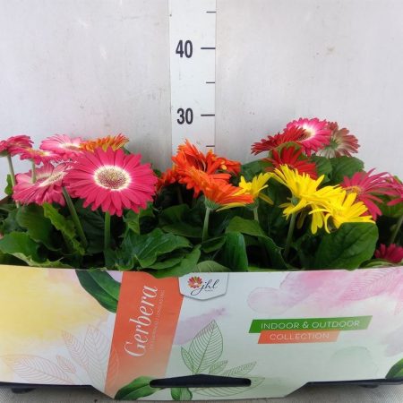Gerbera (Open Air Mix) -12/30