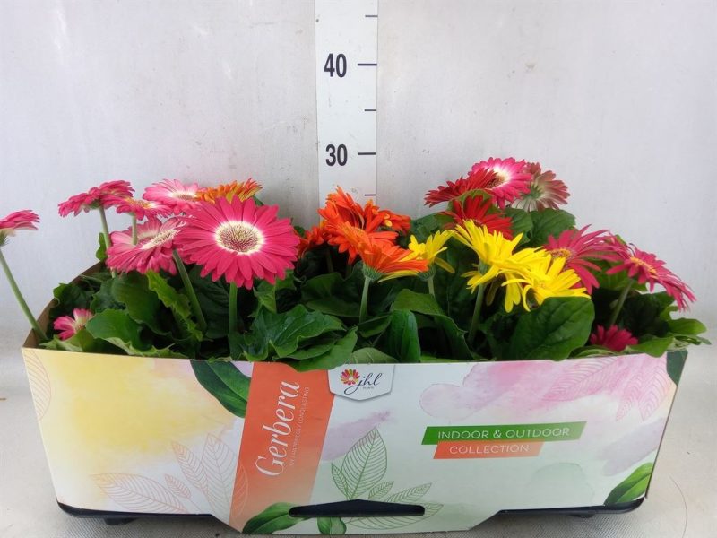 Gerbera (Open Air Mix) -12/30