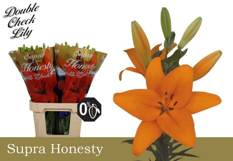 Narancs Liliom (LA Supra Honesty) 95cm
