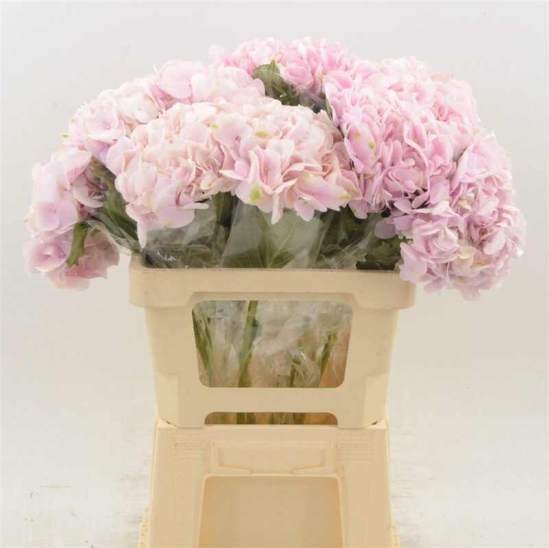 Hydrangea- Hortenzia (Bloom Soft Pink) 70cm NN