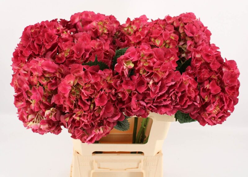 Hydrangea- Hortenzia (Magical Trophy) 70cm NN