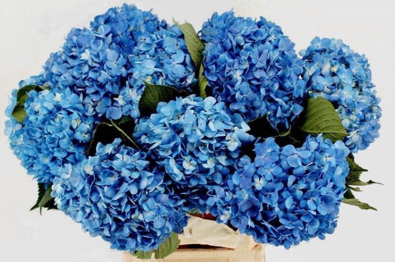 Hydrangea- Hortenzia (Shocking Blue) 80cm NN