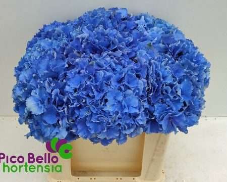 Hydrangea- Hortenzia Kék (Royal Parade) 50cm