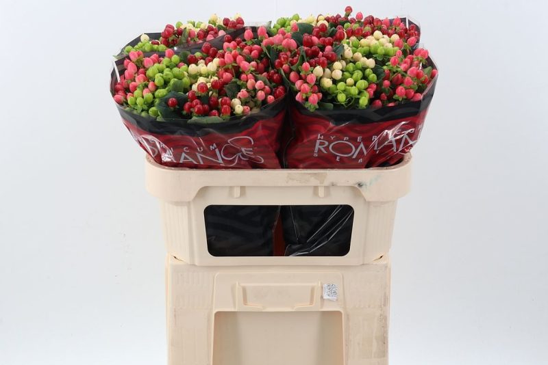 Hypericum (Colour Mix) 70 cm