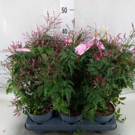 Jasmin Polyanthum- Sokvirágú Jázmin (Rose) 12/40cm