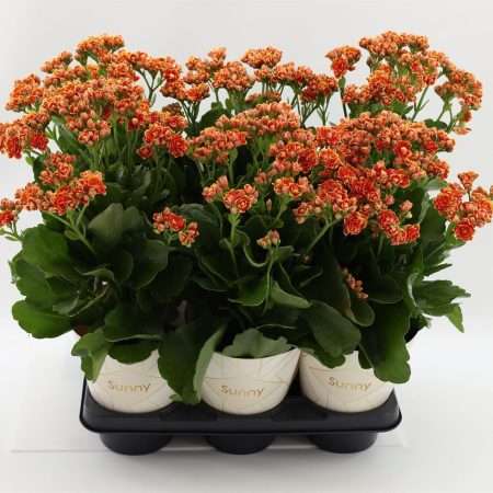 Kalanchoe- Korallvirág (Volcanic Orange) 14/30cm