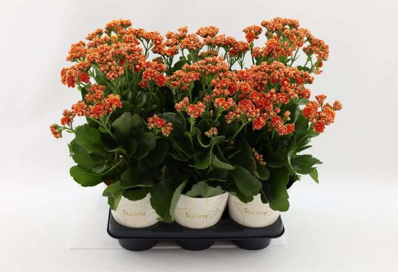 Kalanchoe- Korallvirág (Volcanic Orange) 14/30cm