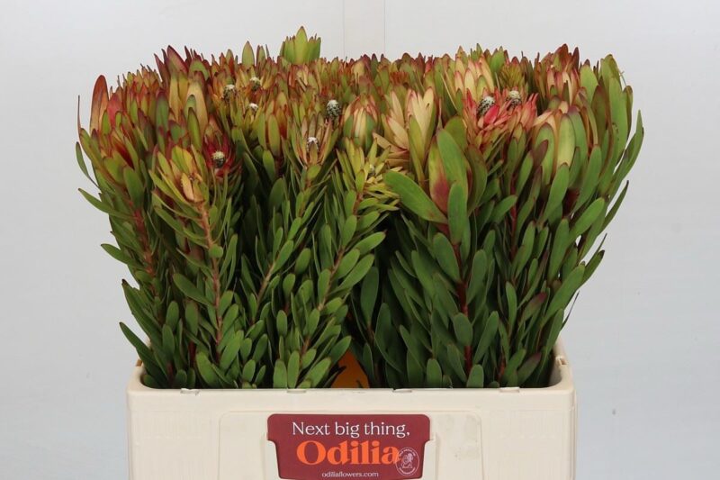 Leucadendron (Safari) 60cm NN