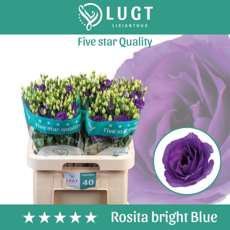 Lila Lisianthus (Double Rosita Bright Blue) 70cm NN