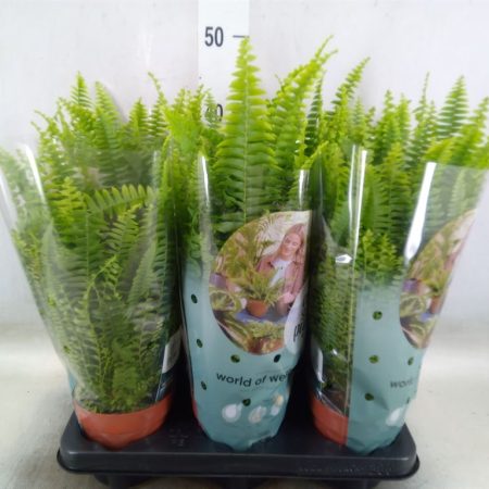 Nephrolepis Exaltata- Szobapáfrány (Green Lady) 12/35cm