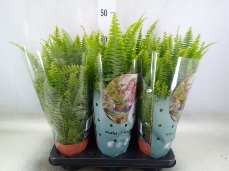 Nephrolepis Exaltata- Szobapáfrány (Green Lady) 12/35cm