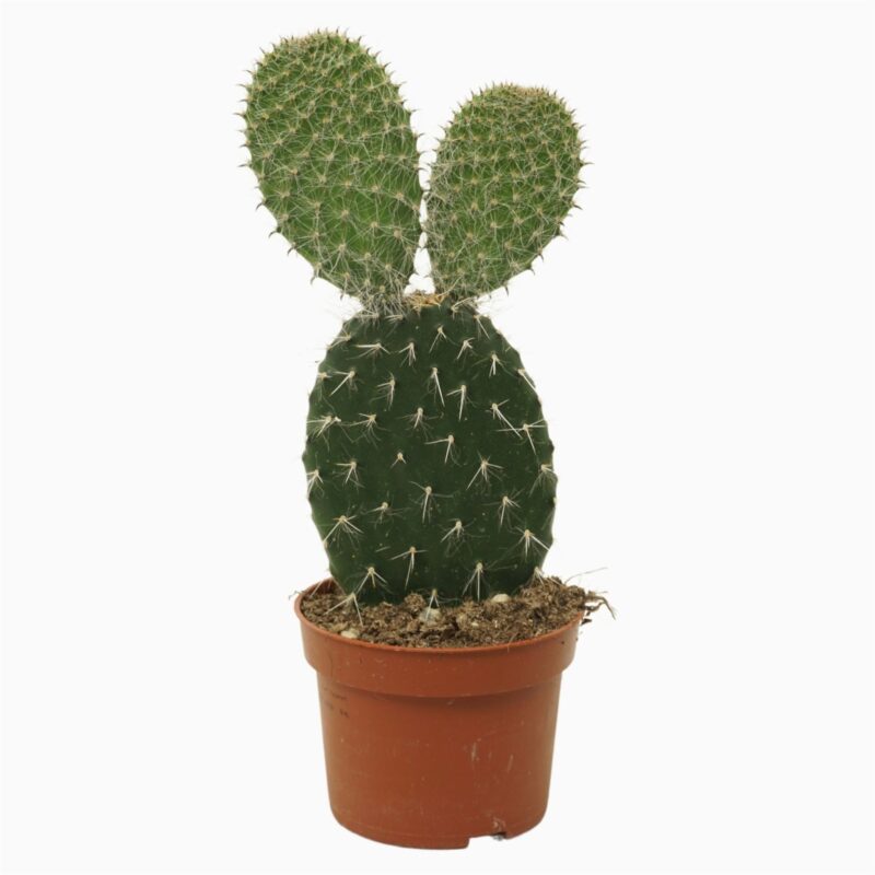 Opuntia- Fügekaktusz 10,5/30cm