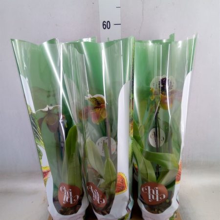 Paphiopedilum- Papucsorchidea (American Hybrid) 12/35cm