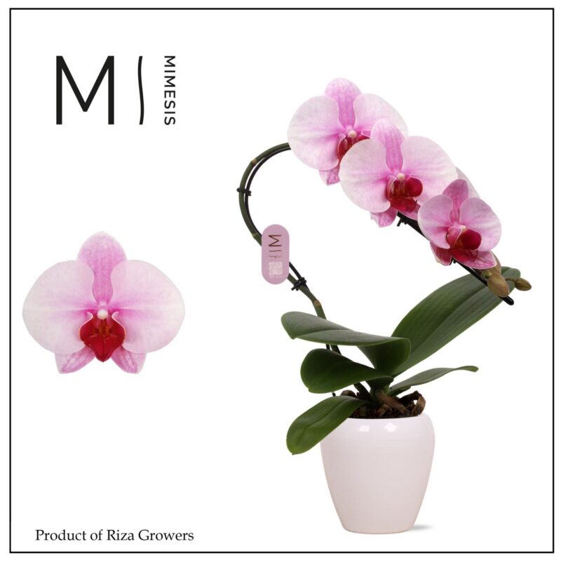 Phalaenopsis- Orchidea (Swan Blush Rose- 1ágú) 7/35cm