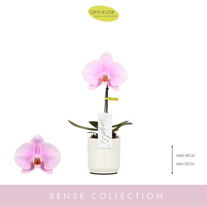 Phalaenopsis- Orchidea (Singolo Rose) 9/40cm