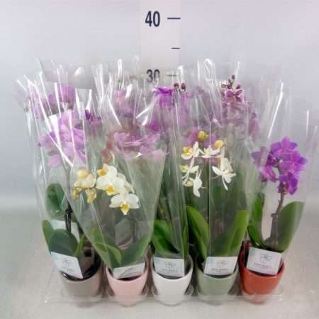 Phalaenopsis- Orchidea (Mini Mix-1 ágú) 6/17cm