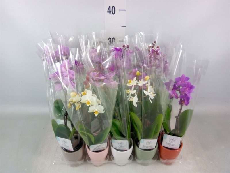 Phalaenopsis- Orchidea (Mini Mix-1 ágú) 6/17cm