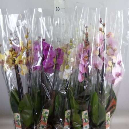 Phalaenopsis- Orchidea (Mix 3 ágú) 12/50cm