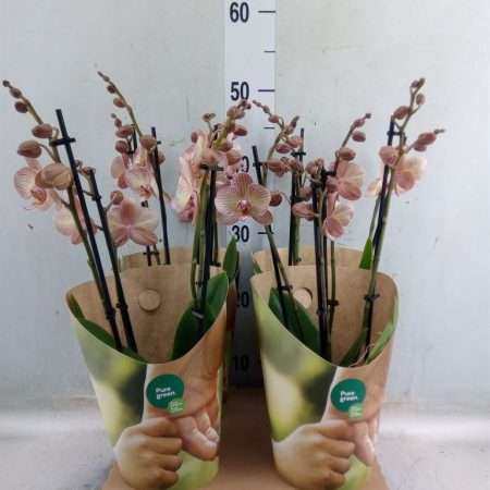 Phalaenopsis- Orchidea (Ant Varese- 4ágú) ) 12/50cm