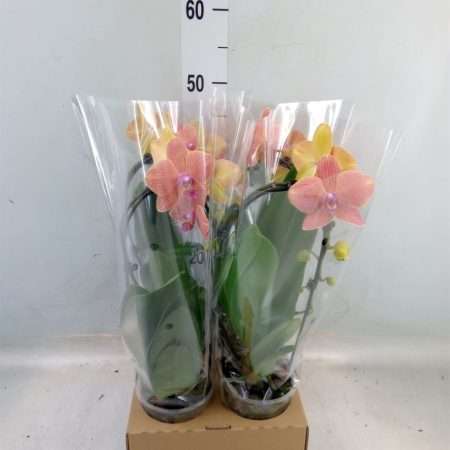 Phalaenopsis- Orchidea (Elegant Cascade Apple pie -1ágú) 12/50cm