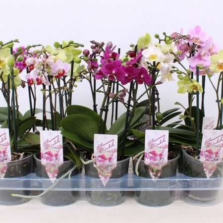 Phalaenopsis- Orchidea (Multi Mix- 2ágú) 12/35cm
