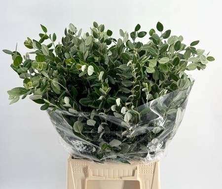 Pittosporum (Ralphy) 55cm