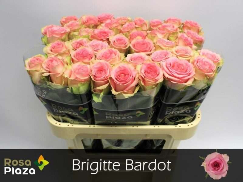 Bicolor Rózsa (Brigitte Bardot) 70 cm