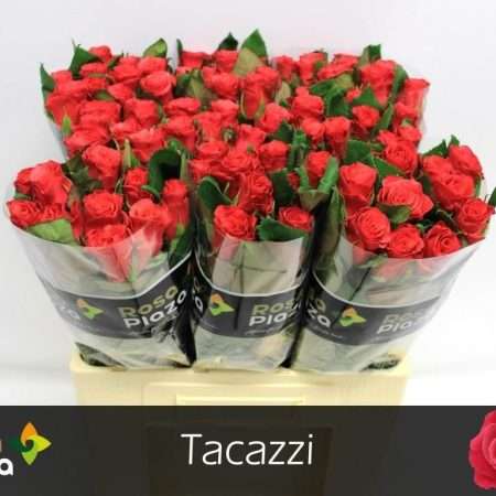 Pink Rózsa (Tacazzi) 60cm