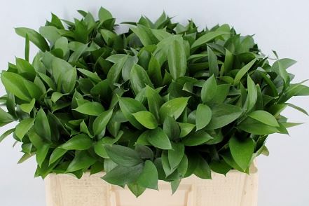 Ruscus Aculeatus- 50 cm