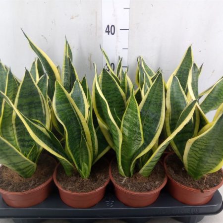 Sansevieria trifasciata- Anyósnyelv (Futura Superba) 14/40cm