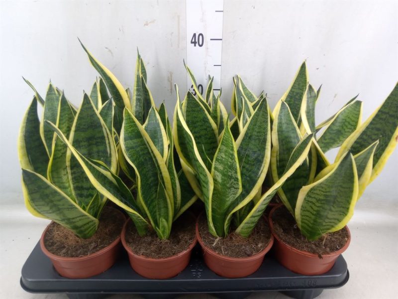 Sansevieria trifasciata- Anyósnyelv (Futura Superba) 14/40cm